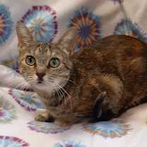 adopt-pet
