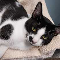 adopt-pet