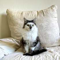 Thumbnail photo of Fluff #2