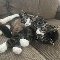 Thumbnail photo of Olive & Cece #2