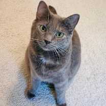 Thumbnail photo of Koshka Rockbridge #1