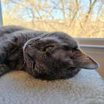 Thumbnail photo of Koshka Rockbridge #2