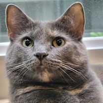 Thumbnail photo of Koshka Rockbridge #3