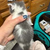 Thumbnail photo of Theodore (Theo) #4