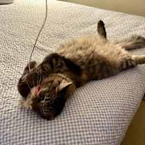 Thumbnail photo of Maggie #2