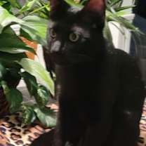 Thumbnail photo of Bella -CP #2