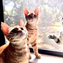 Thumbnail photo of Eleven #4