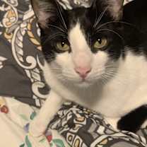 Thumbnail photo of Marcello #2