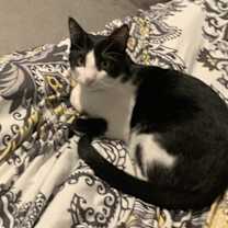 Thumbnail photo of Marcello #3