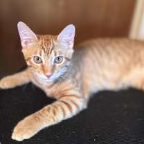 Thumbnail photo of Stevie #2