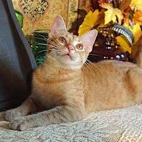 Thumbnail photo of KITTEN POLLYWOG #4