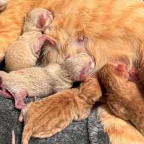 Thumbnail photo of Allegro #2