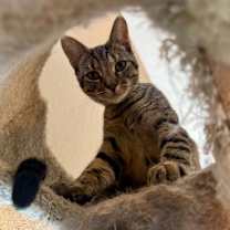 Thumbnail photo of Bubbles #3