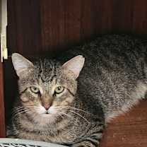 Thumbnail photo of Big Grey #1