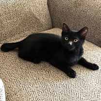 Thumbnail photo of Bob #2