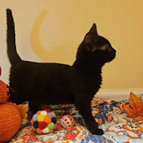 Thumbnail photo of *Charm #3