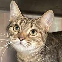 Thumbnail photo of Trixie #1