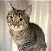 Thumbnail photo of Trixie #2