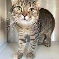 Thumbnail photo of Trixie #3