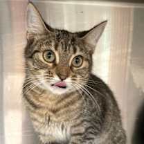 Thumbnail photo of Trixie #4