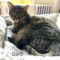 Thumbnail photo of Gardi #2