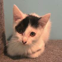 Thumbnail photo of Wyatt #1