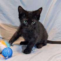 Thumbnail photo of LeStat #4