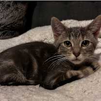 adopt-pet