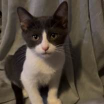 adopt-pet