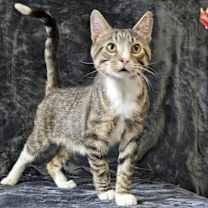 adopt-pet