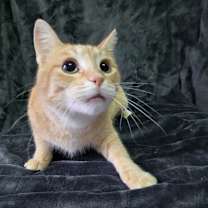 adopt-pet