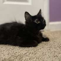 Thumbnail photo of Wispy #1