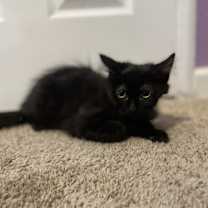 Thumbnail photo of Wispy #2