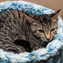 Thumbnail photo of Oswin #4