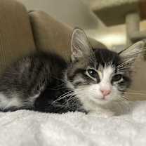 Thumbnail photo of Hefeweizen #1