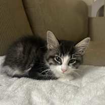 Thumbnail photo of Hefeweizen #2