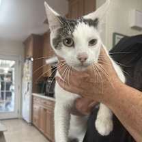 Thumbnail photo of Domino #2