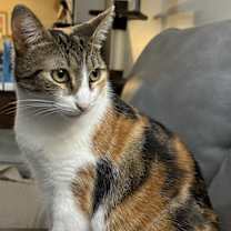 Thumbnail photo of "Cali" Calico #1