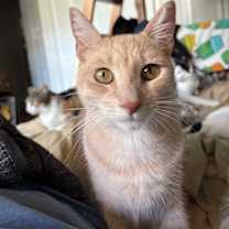 Thumbnail photo of Frito #1