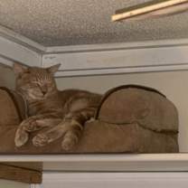 Thumbnail photo of Triscuit #1