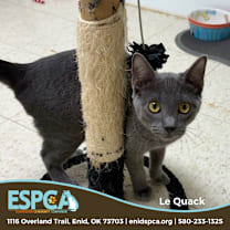 Thumbnail photo of Le Quack #1