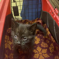 Thumbnail photo of Pugsley #2