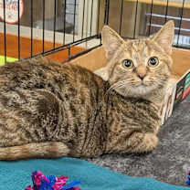 Thumbnail photo of Rice Crispy Treat #1