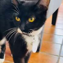 Thumbnail photo of Flower  (Pounce Cat Cafe) #1