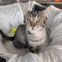 Thumbnail photo of Tiki and Momo #1