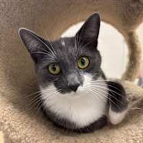 Thumbnail photo of Willow #3