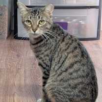 Thumbnail photo of FunkMaster Flex #1