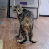 Thumbnail photo of FunkMaster Flex #2