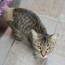 Thumbnail photo of FunkMaster Flex #3