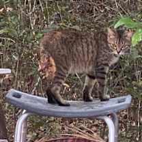 Thumbnail photo of FunkMaster Flex #4